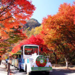 Du lịch Hàn Quốc: Hàn Quốc đẹp nhất mỗi mùa thu về﻿